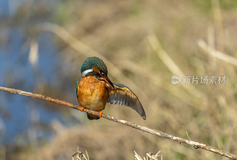 雌性普通翠鸟(Alcedo atthis)